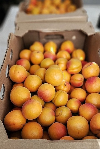 40 lb apricots.jpg